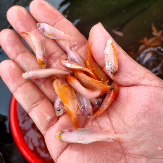 博罗县红罗非鱼苗  罗飞苗，红罗飞苗，彩虹雕鱼苗，纹红罗飞苗