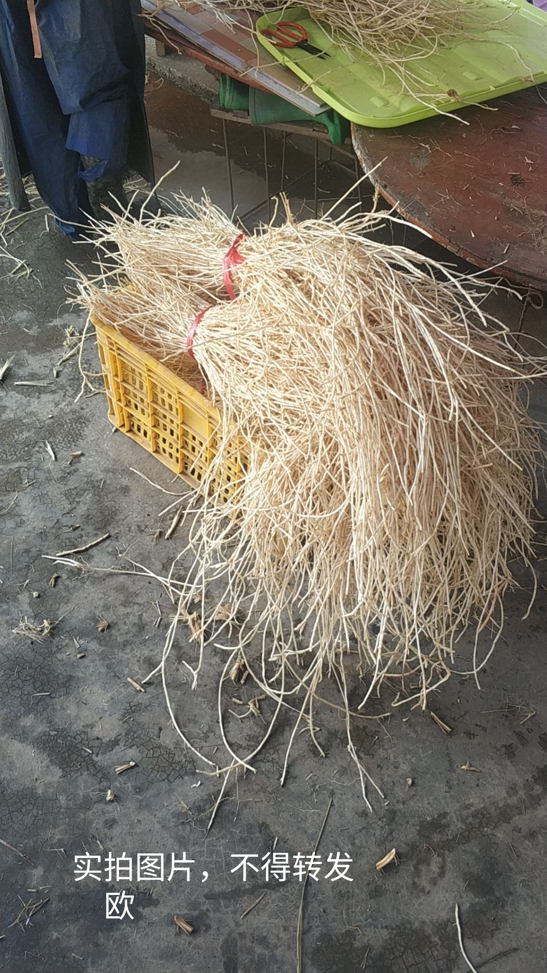 白茅根  新鲜水洗，无硫，不添加任何化学药剂