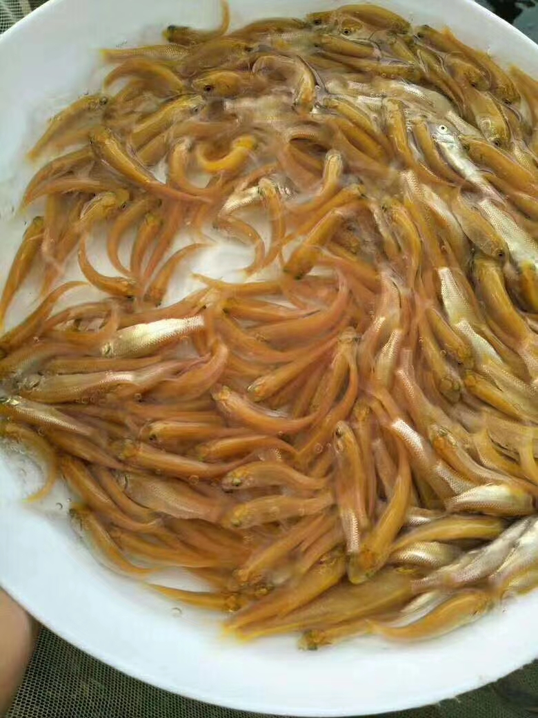 金丝草鱼苗  金草鱼  金丝皖鱼  俄罗斯金草鱼苗
