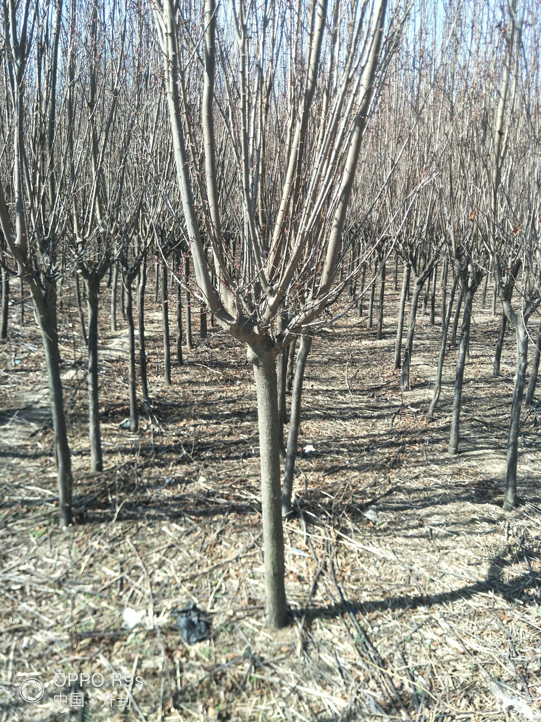 河南楸 出售楸树，七八万棵，规格不一，还有七八千棵紫叶李