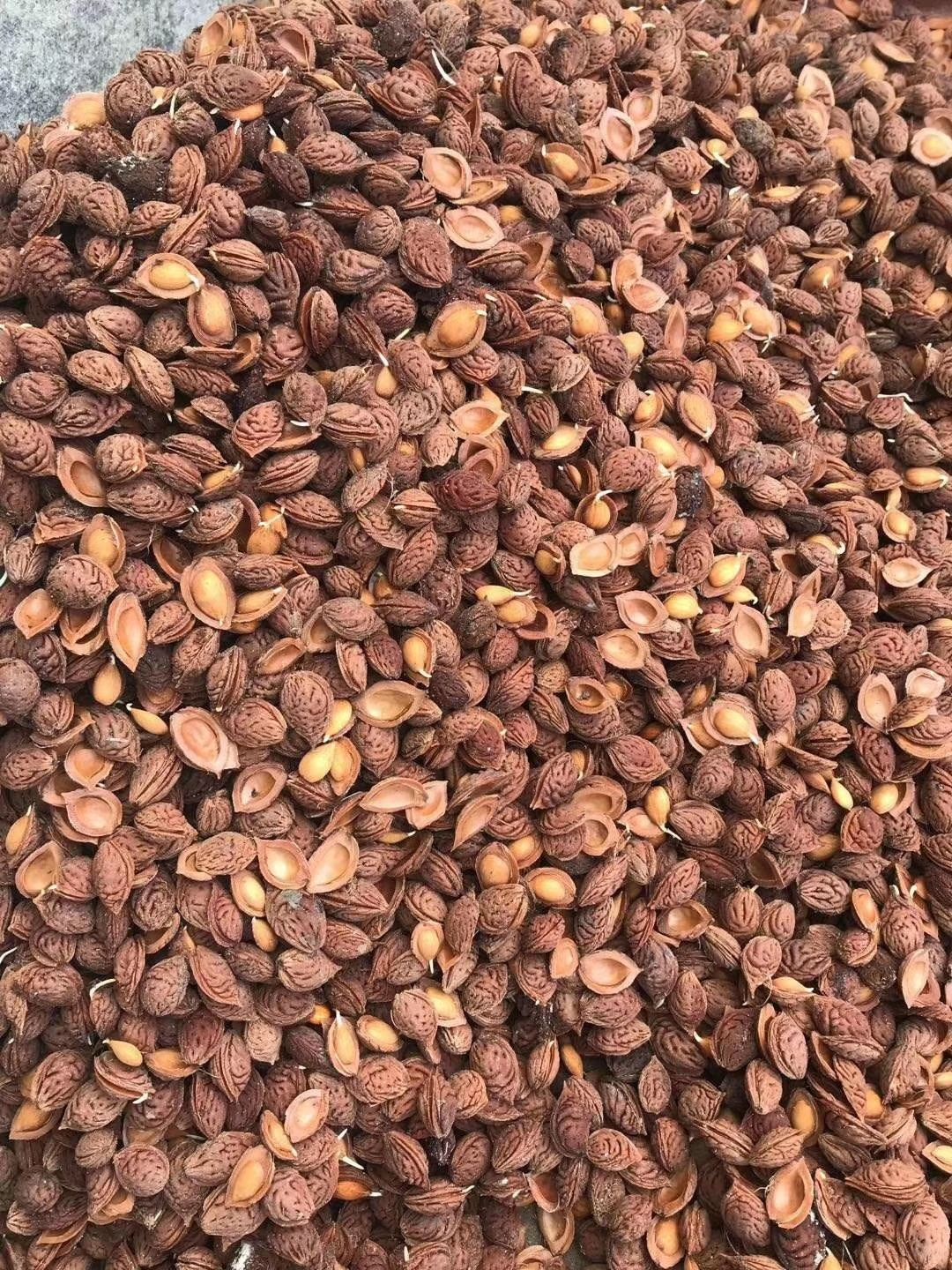 桃树种子 毛桃种子桃芽批发 量大从优一斤950粒 一手货源
