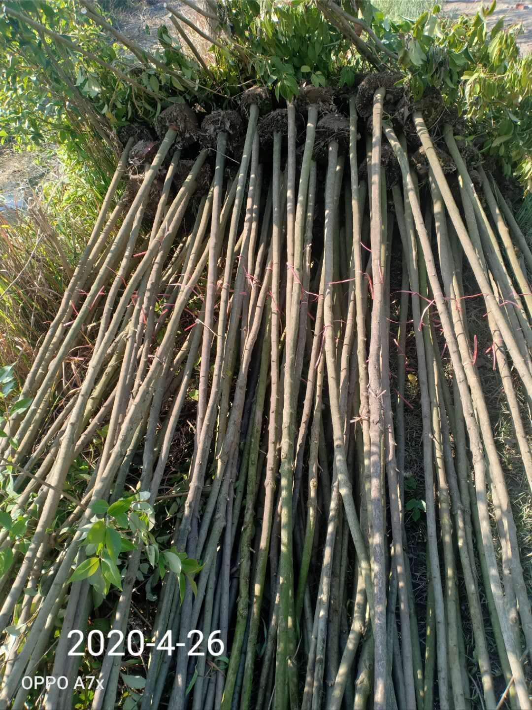 3-4公分的精品大叶女贞海量供应