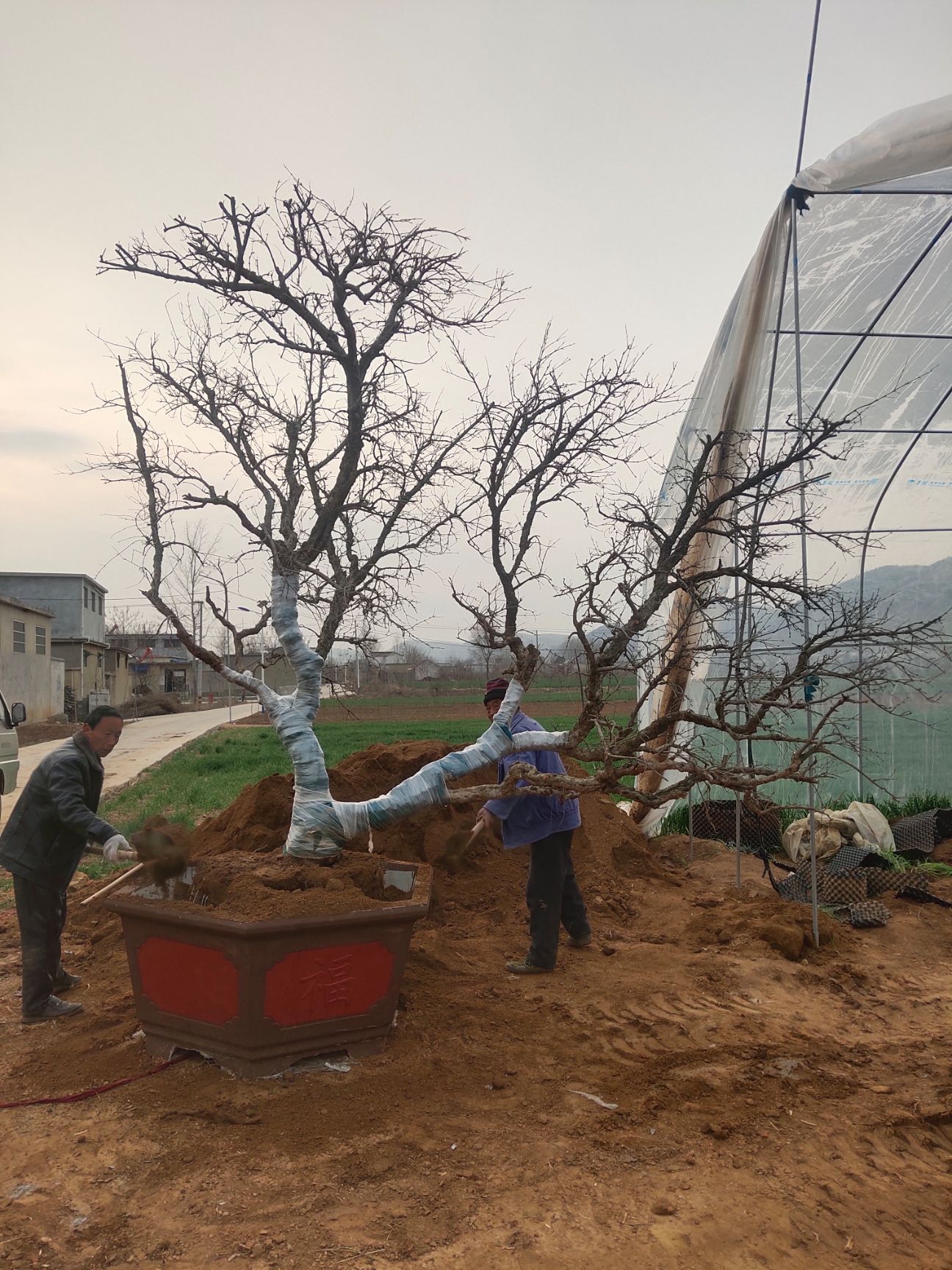 盆栽造型石榴树