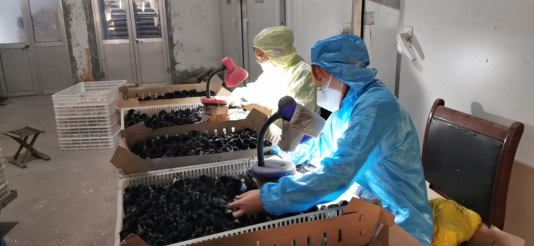 莱芜黑鸡苗  出售预订中