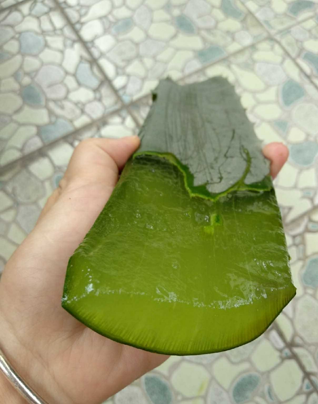  库拉索芦荟