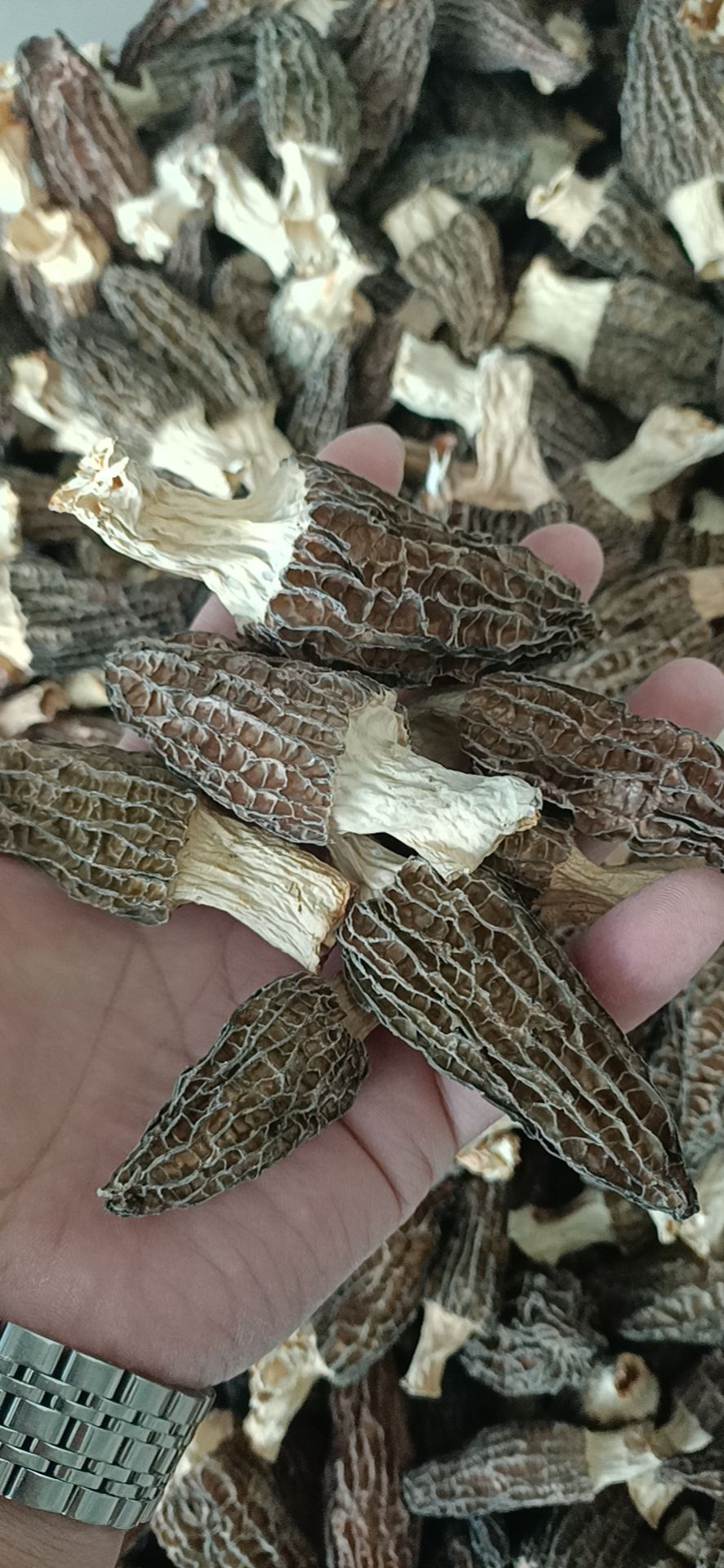 刚上 4~7公分干货羊肚菌性价比超高