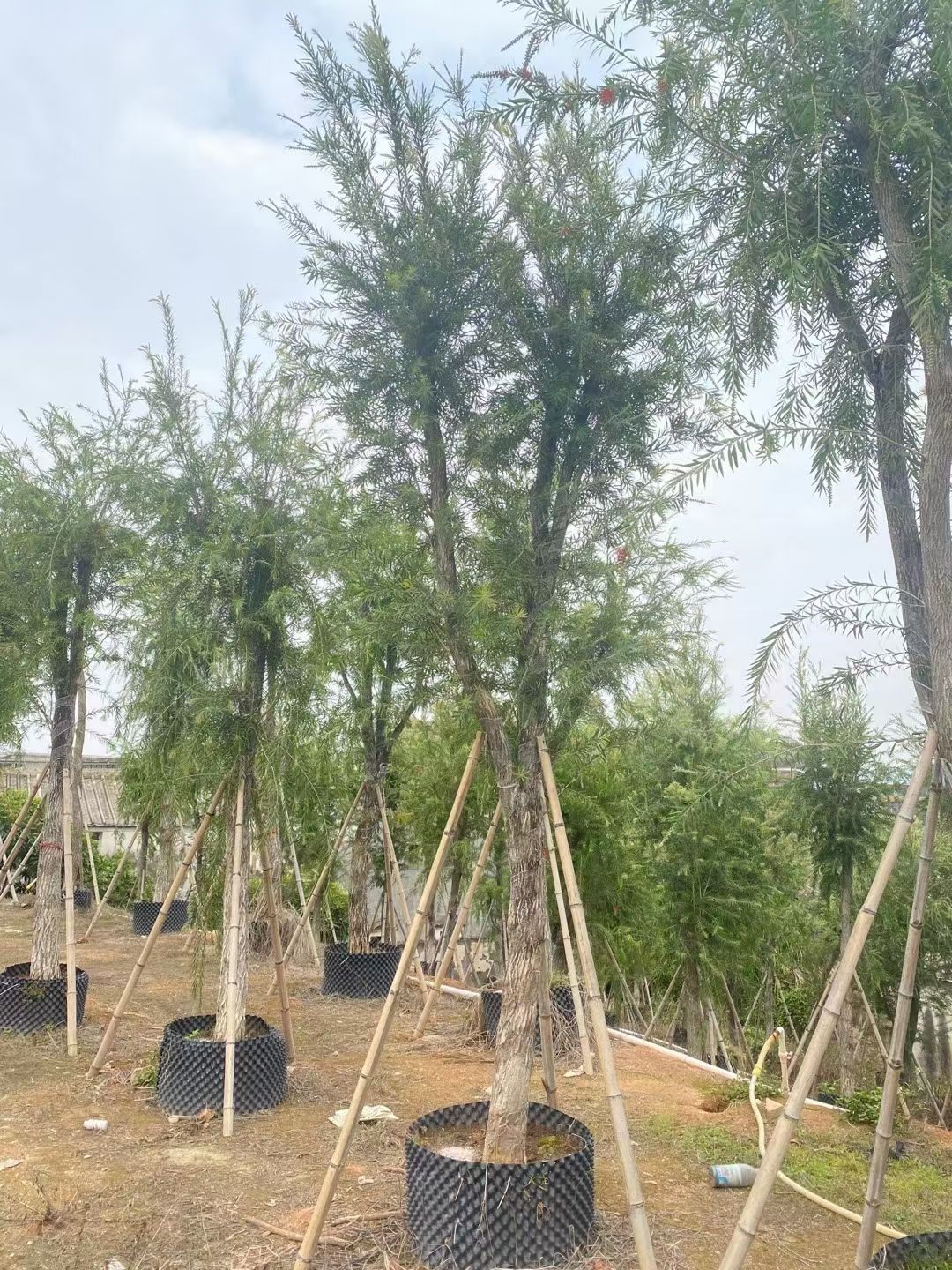 红千层（串钱柳）12-15公分