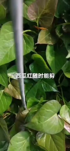 紫薯种  吴氏紫薯苗，紫罗兰，徐紫8.济黑1，济黑2.凌紫，