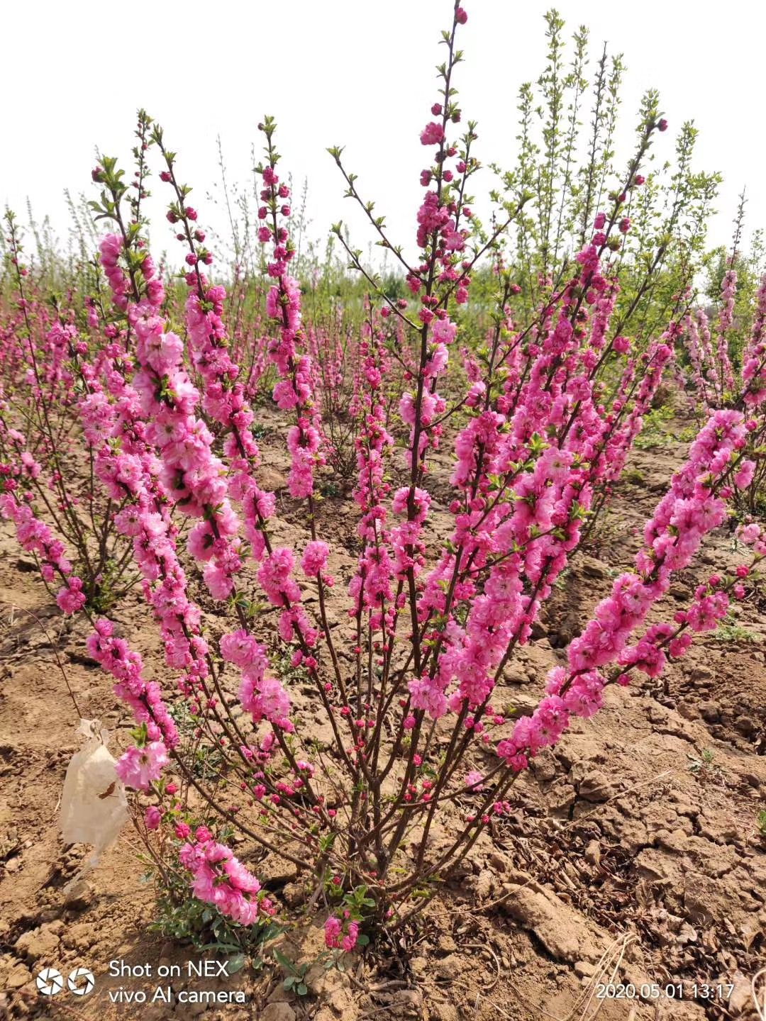 榆叶梅（鸾枝）庭院绿植 双花重瓣 扦插繁育 根系发达