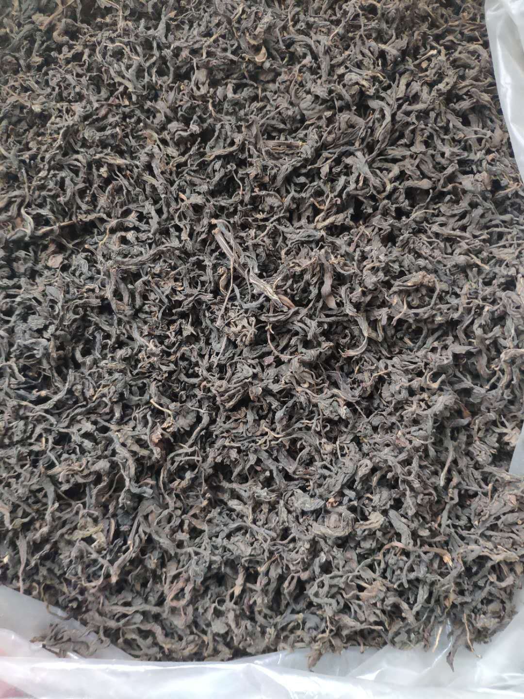 富贵菜  长寿菜，商丘200亩明月草/长寿菜/种植基地，欢迎合作