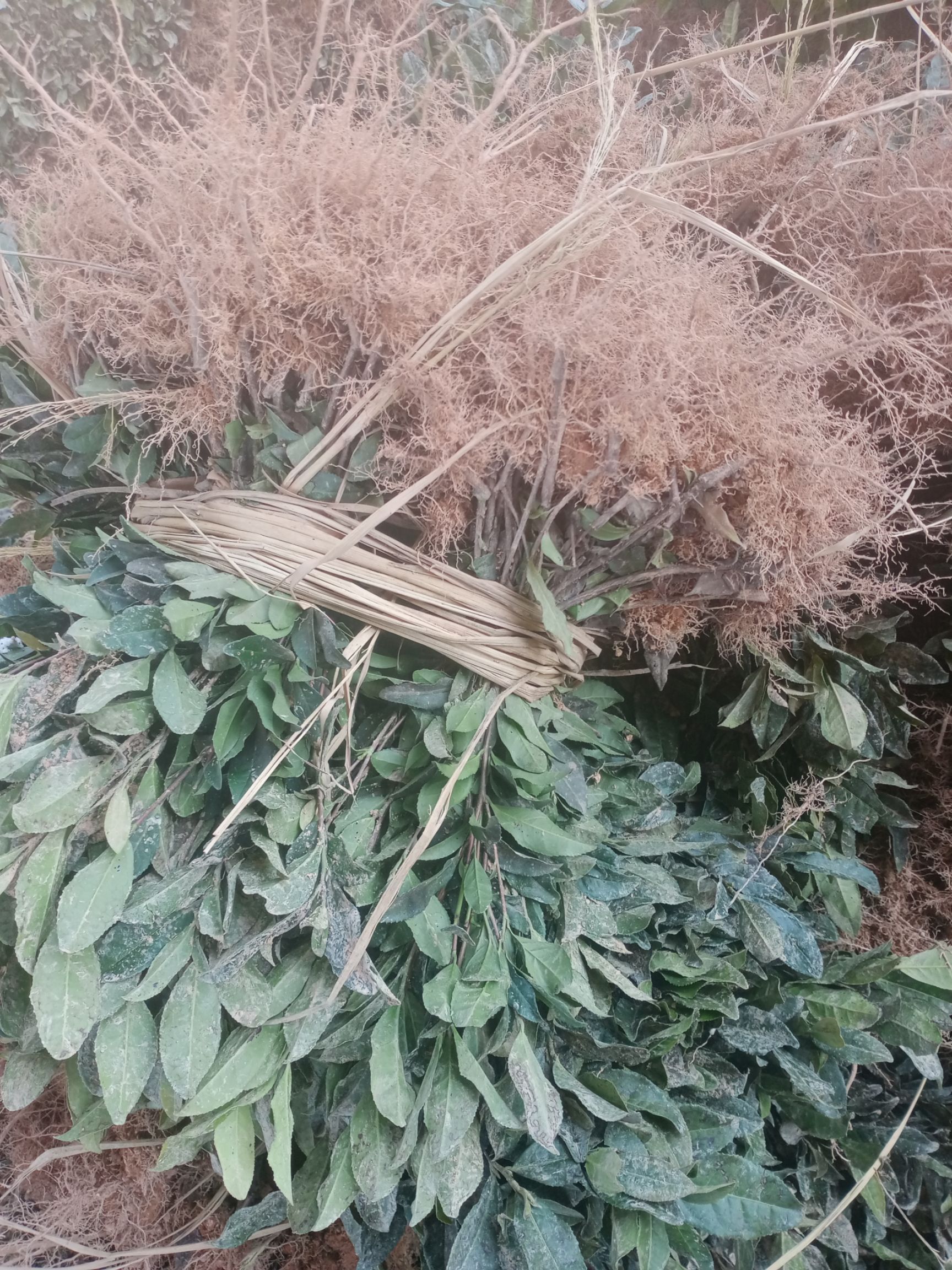 大叶种茶树苗 货好质量品质都好