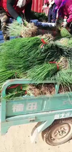 铁杆大葱苗  日本铁杆钢葱葱苗。保证质量，欢迎选购