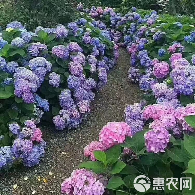 无尽夏绣球  八仙花苗，绣球花苗， 无尽夏种苗 适用于园林绿化，盆栽种植