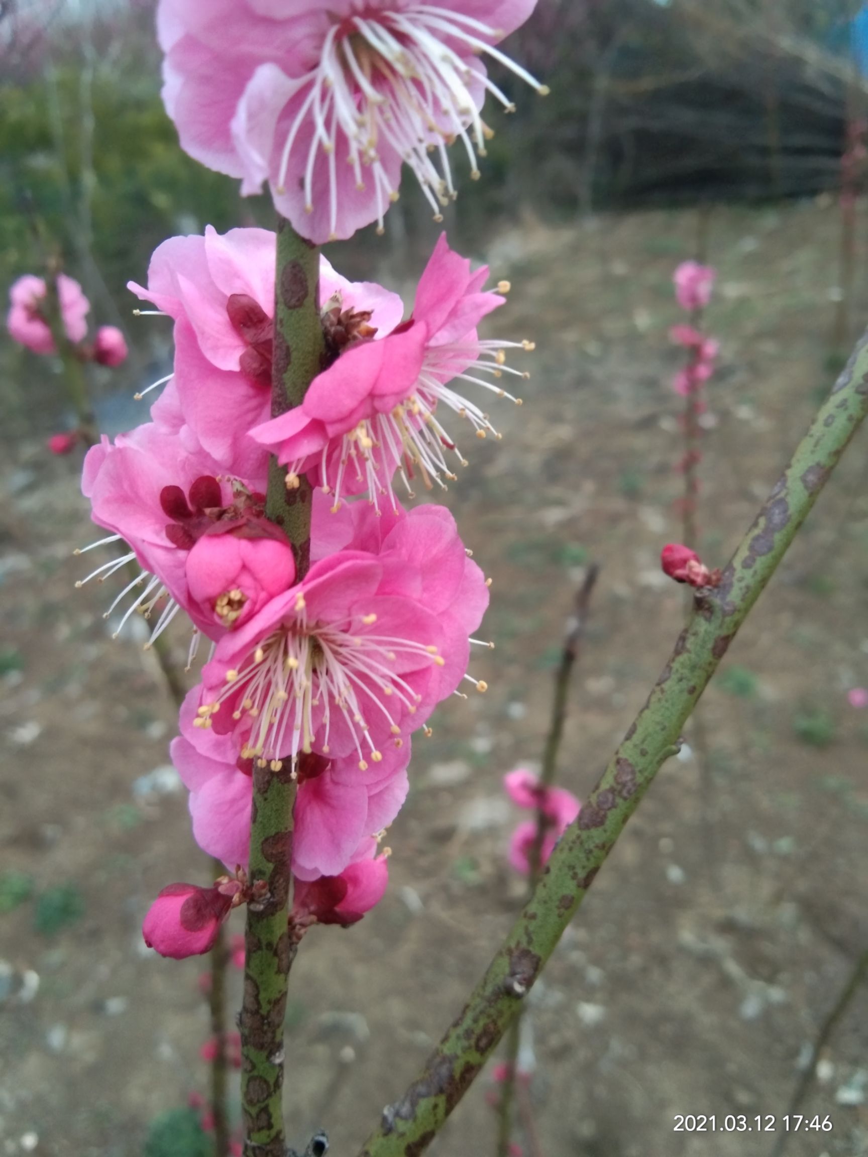 梅花  红梅，，红梅，绿梅，宫粉，朱砂等等多个品种