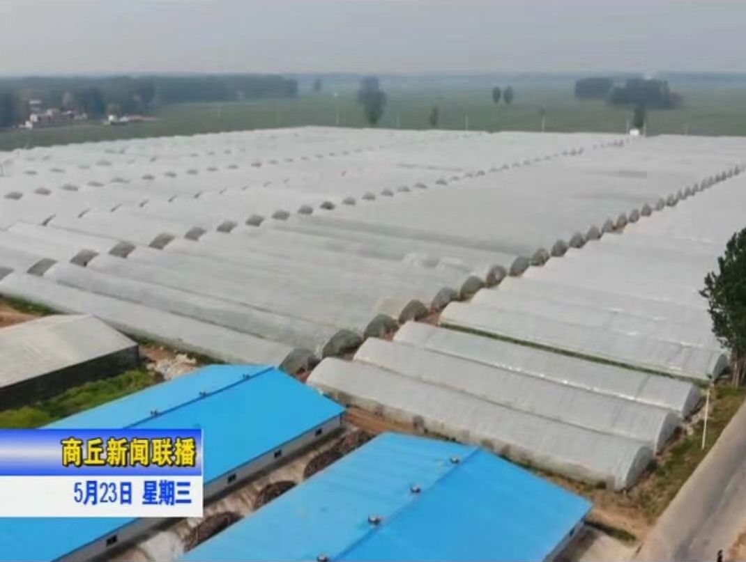 天目山小香薯苗  西瓜红红薯苗个头小皮薄，红皮黄瓤外形好看，