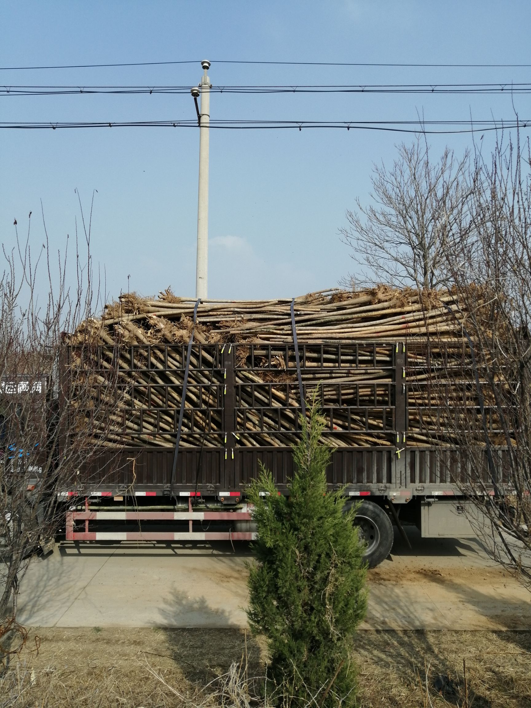 国槐 4.8公分以上l级2级混装