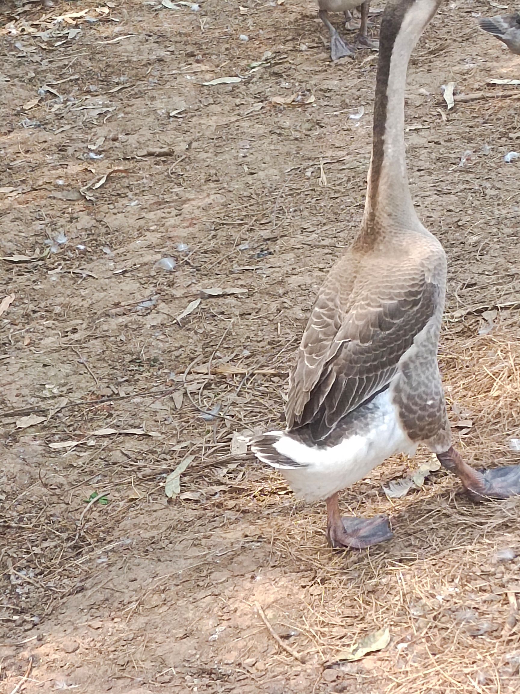 肉鹅 8-10斤 统货 半圈养半散养 