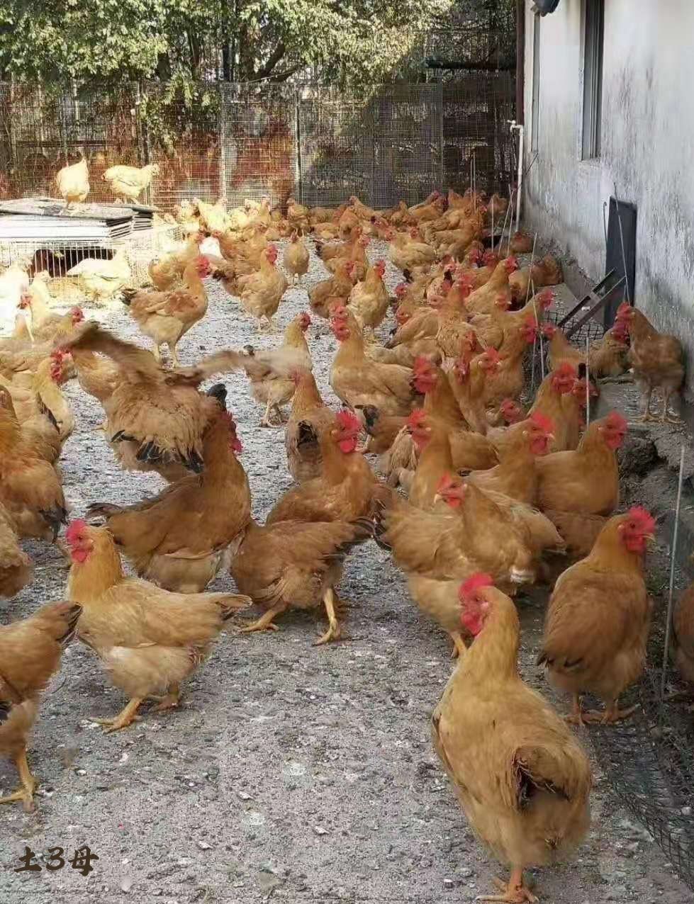 三黄鸡苗  大红冠黄脚金黄羽毛黑尾羽，包疫苗，嫩口苗，出壳疫