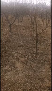 大红袍李子苗  李子大树大红袍桃树红松树动迁占地树，