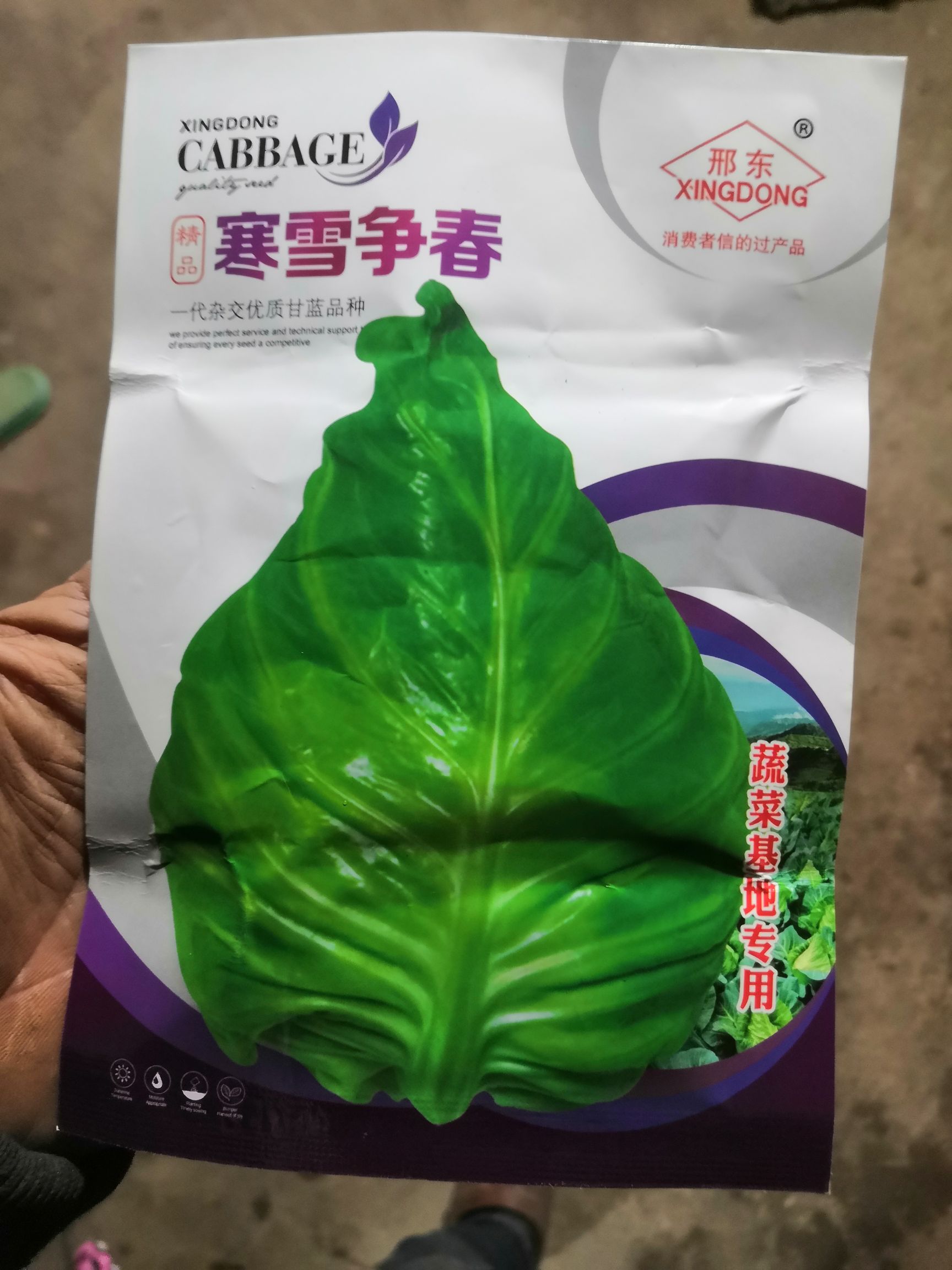包菜苗  牛心甘蓝苗，茶氏育苗有限公司，常年供应各种各样牛心