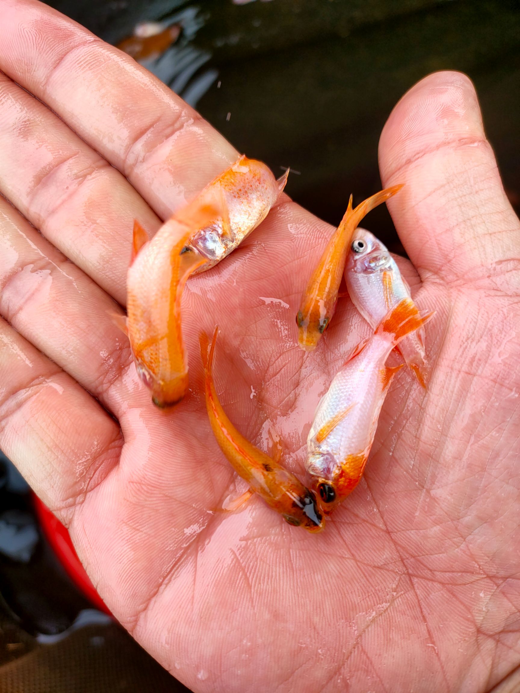 红罗非鱼苗  罗飞苗，红罗飞苗，彩虹雕鱼苗，纹红罗飞苗