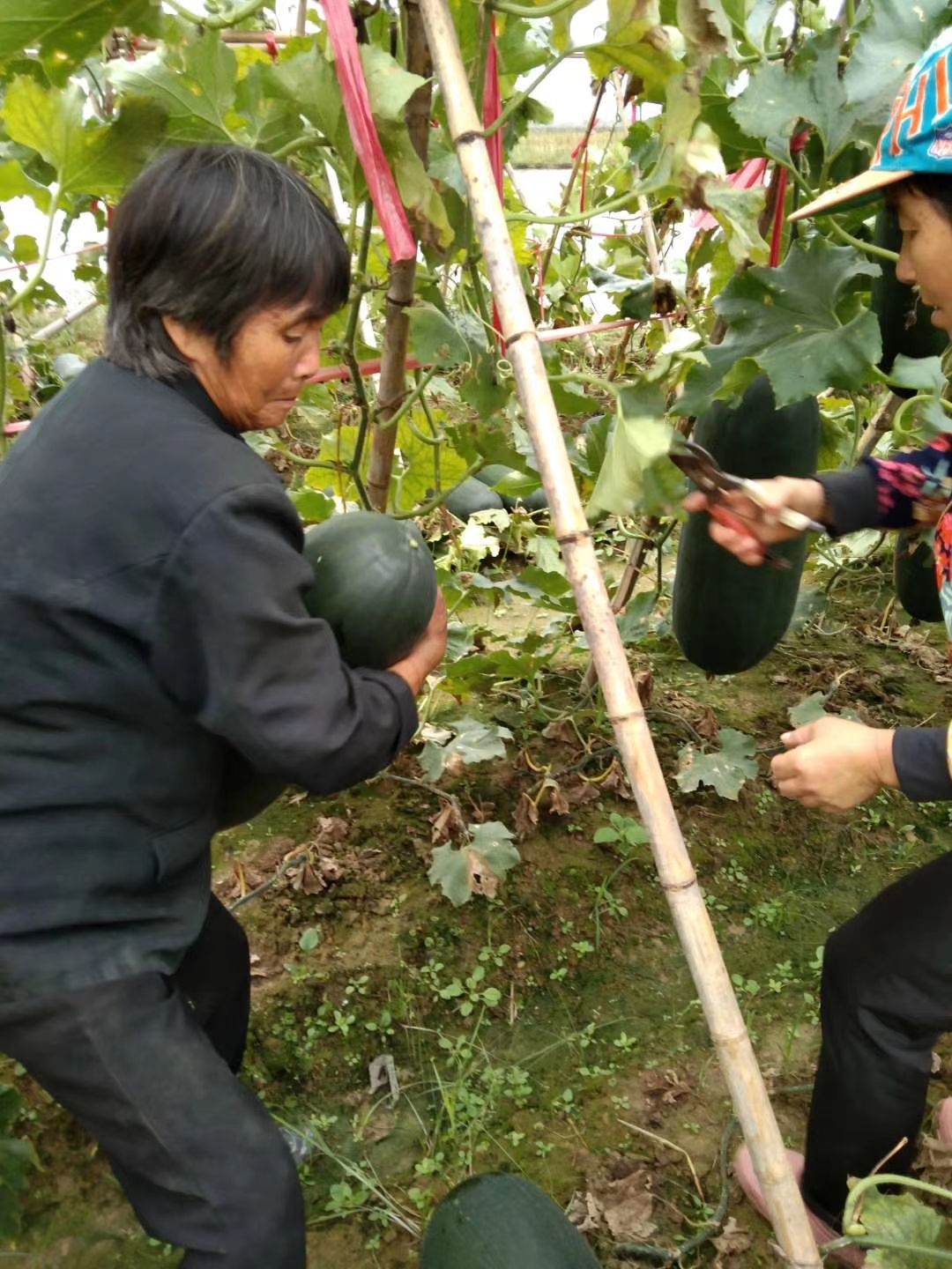  优质产品，黑皮冬瓜，吊瓜