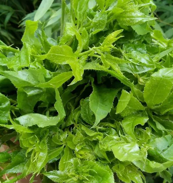 刺五加菜  云南野菜西双版纳刺五加簕菜苦刺菜三加皮撒撇苦菜非东北刺五加