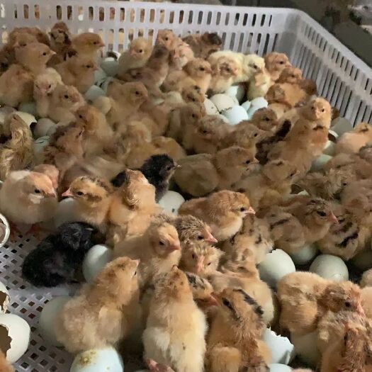 湘阴县蛋鸭苗 