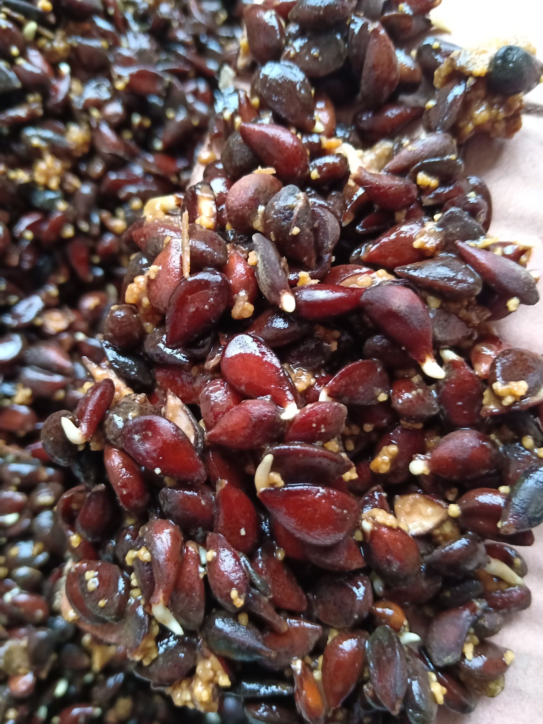 梨树种子 新加工的梨树种子 出芽率高