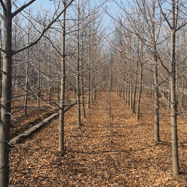 银杏树苗  中国银杏基地银杏苗圃大小银杏新苗包邮