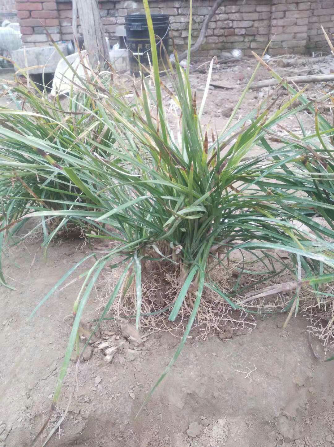 麦冬草 优质麦冬苗，可做草坪，中药