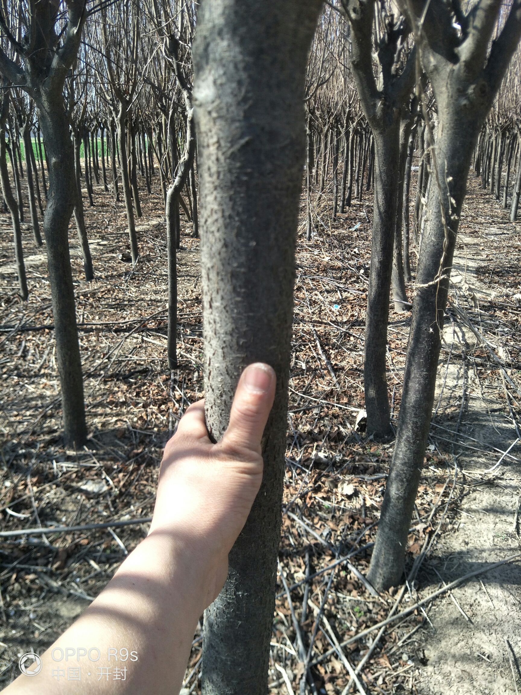 河南楸 出售楸树，七八万棵，规格不一，还有七八千棵紫叶李