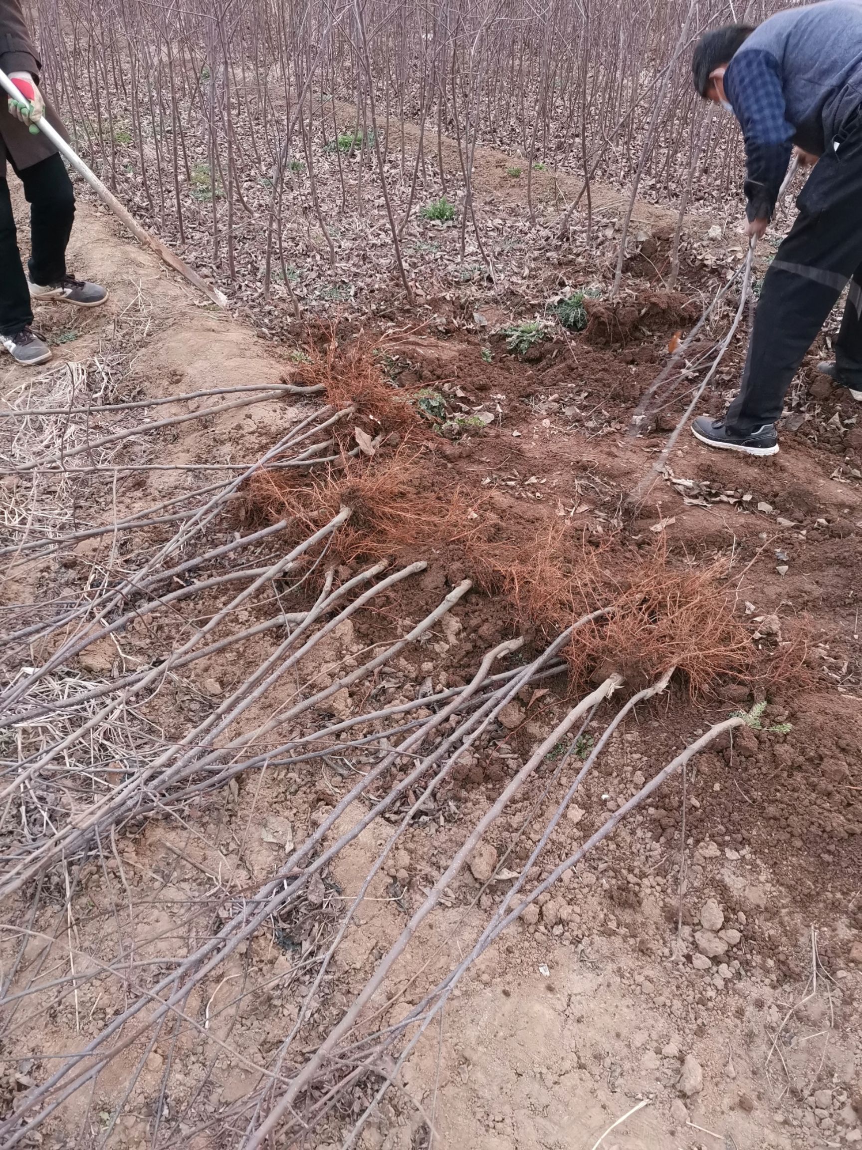 富红苹果苗  各种规格苹果树苗，品种早中晚成熟都有