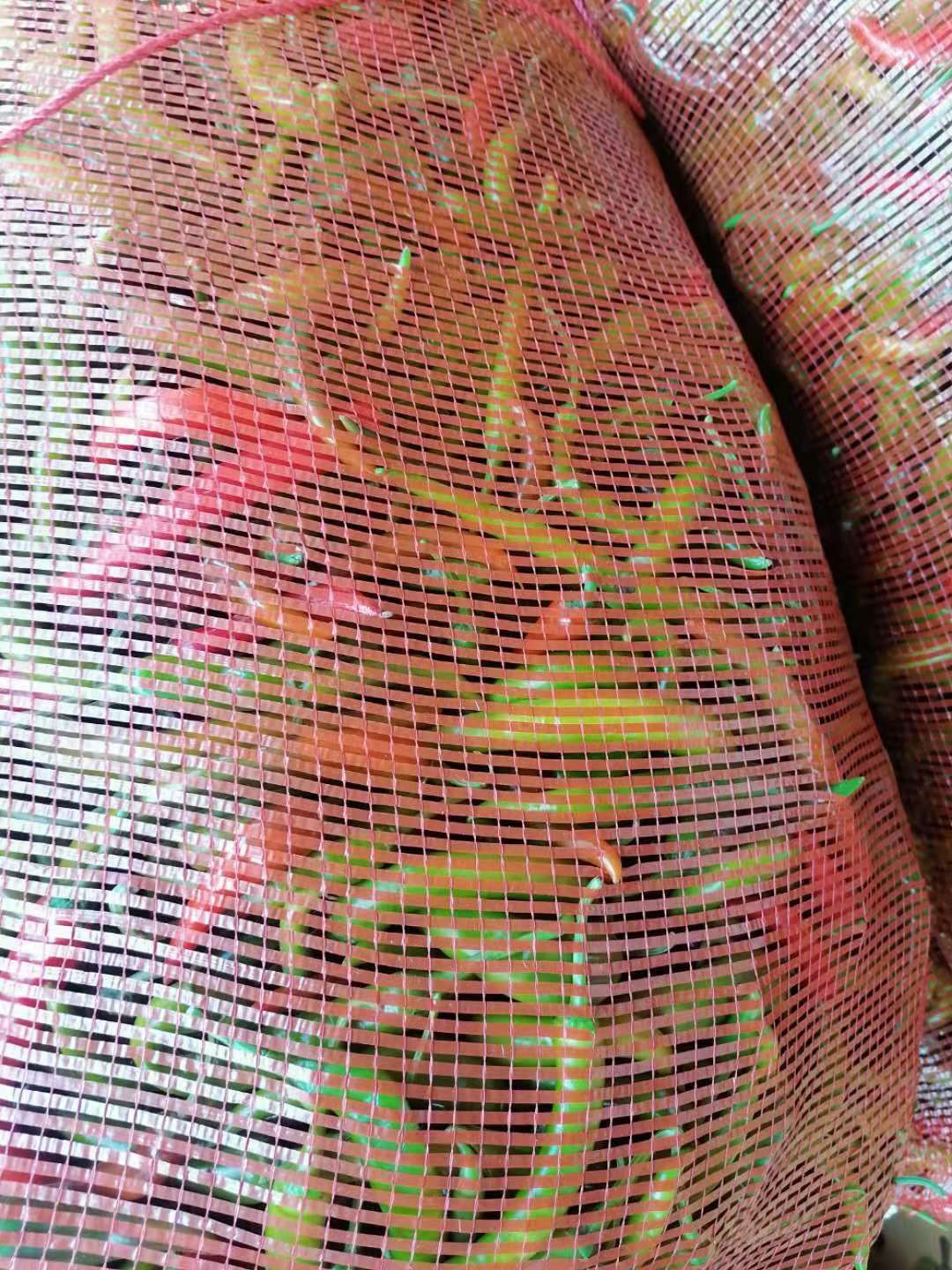  辣椒，二荆条，线椒，4号椒杭椒工厂椒剁椒厂专用