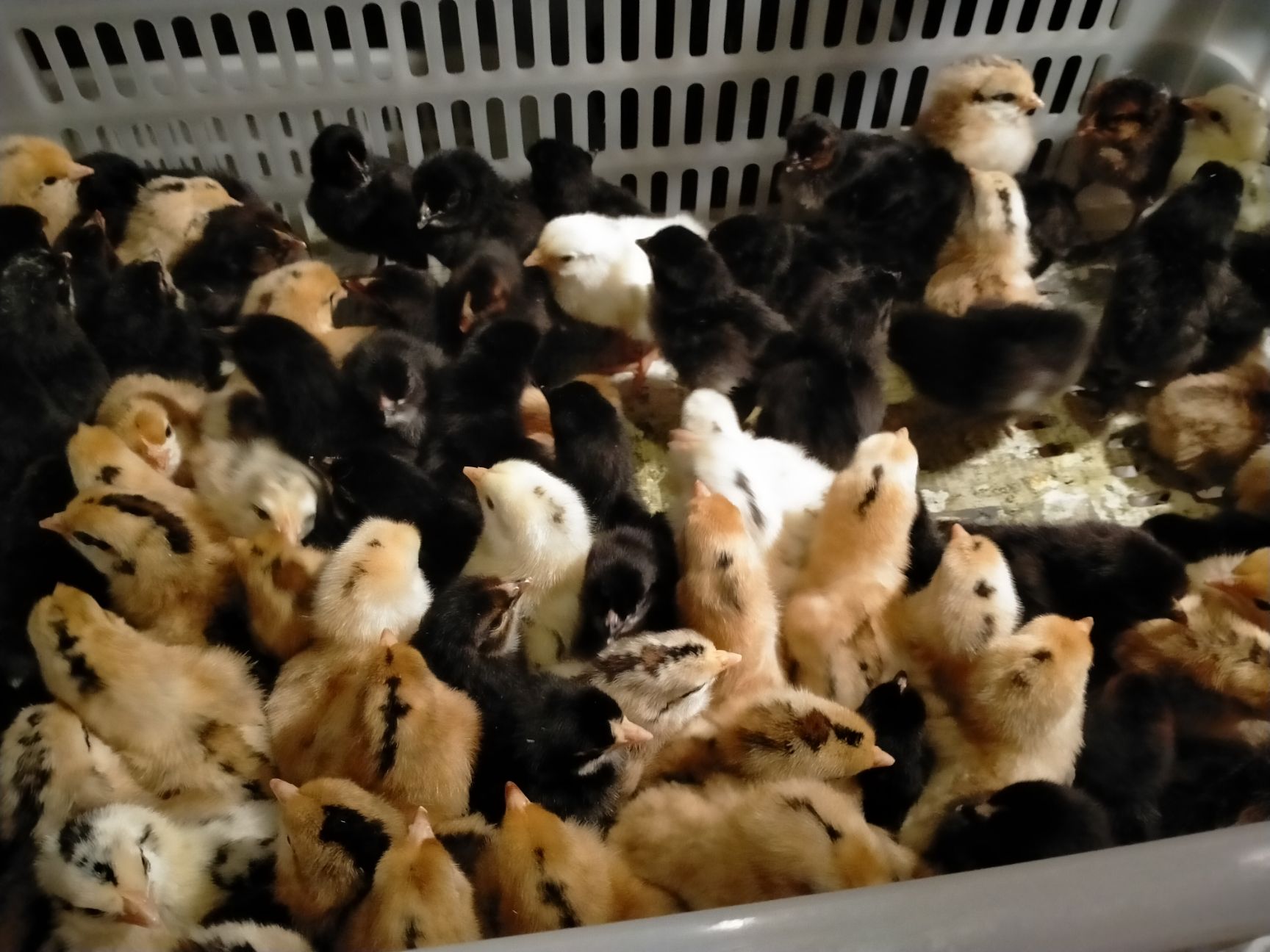 黑鸡苗  〖10000送100〗五黑鸡，黑凤土鸡苗