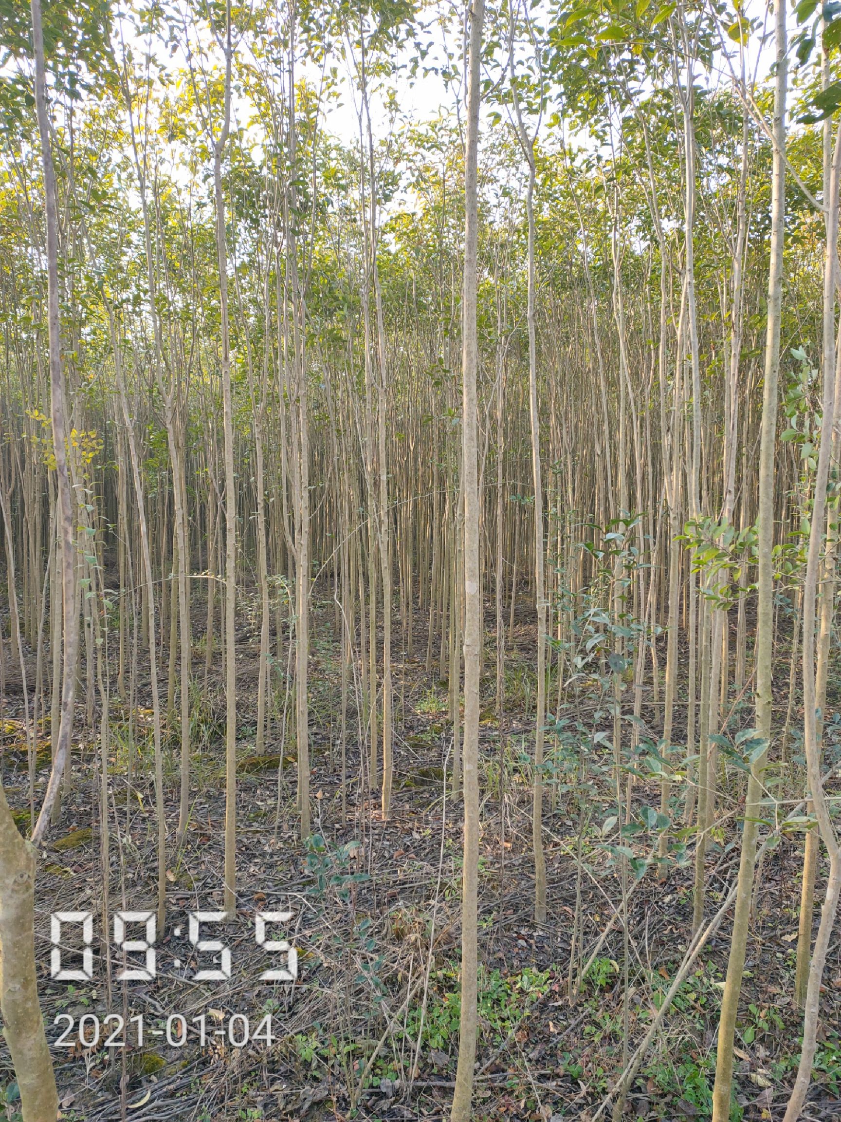 3-4公分的精品大叶女贞海量供应