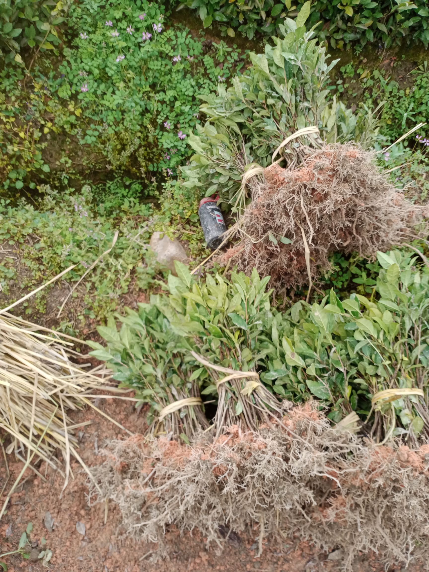 大叶种茶树苗 货好质量品质都好