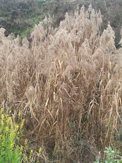 潍坊 1000亩的地产芦苇，3月中旬到5月份割，量大价格从优