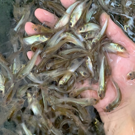 广州 优质叉尾鱼苗斑点叉尾鮰鱼 钳鱼苗沟鲶鱼苗回鱼淡水养殖