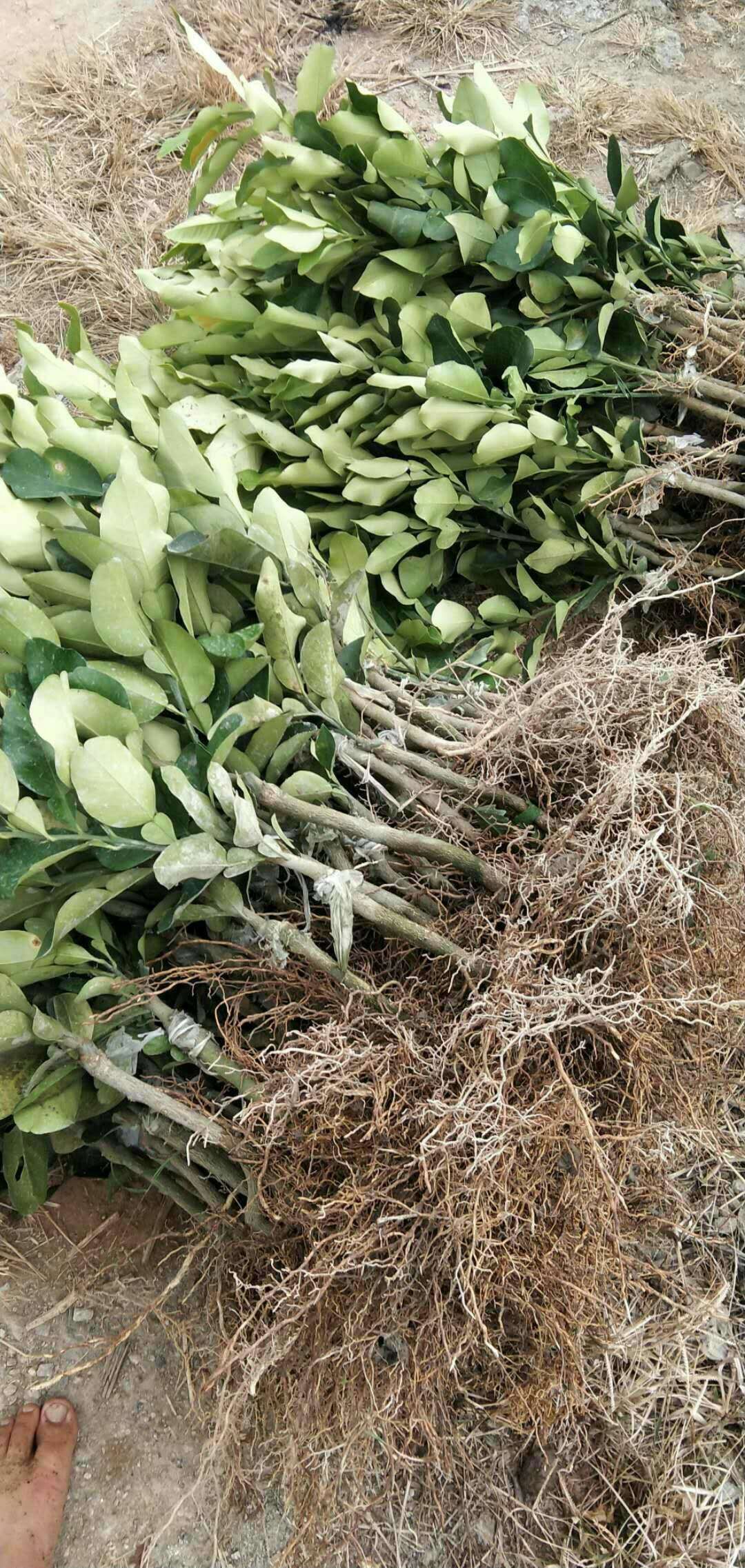 三红蜜柚苗  三红蜜柚子苗