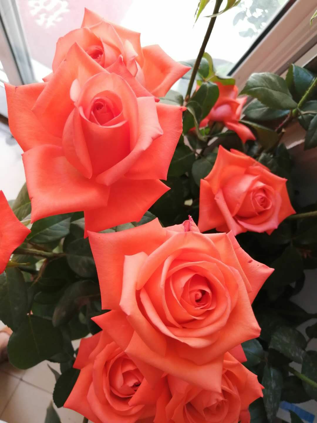 玫瑰苗  四季玫瑰  卡罗拉 月季