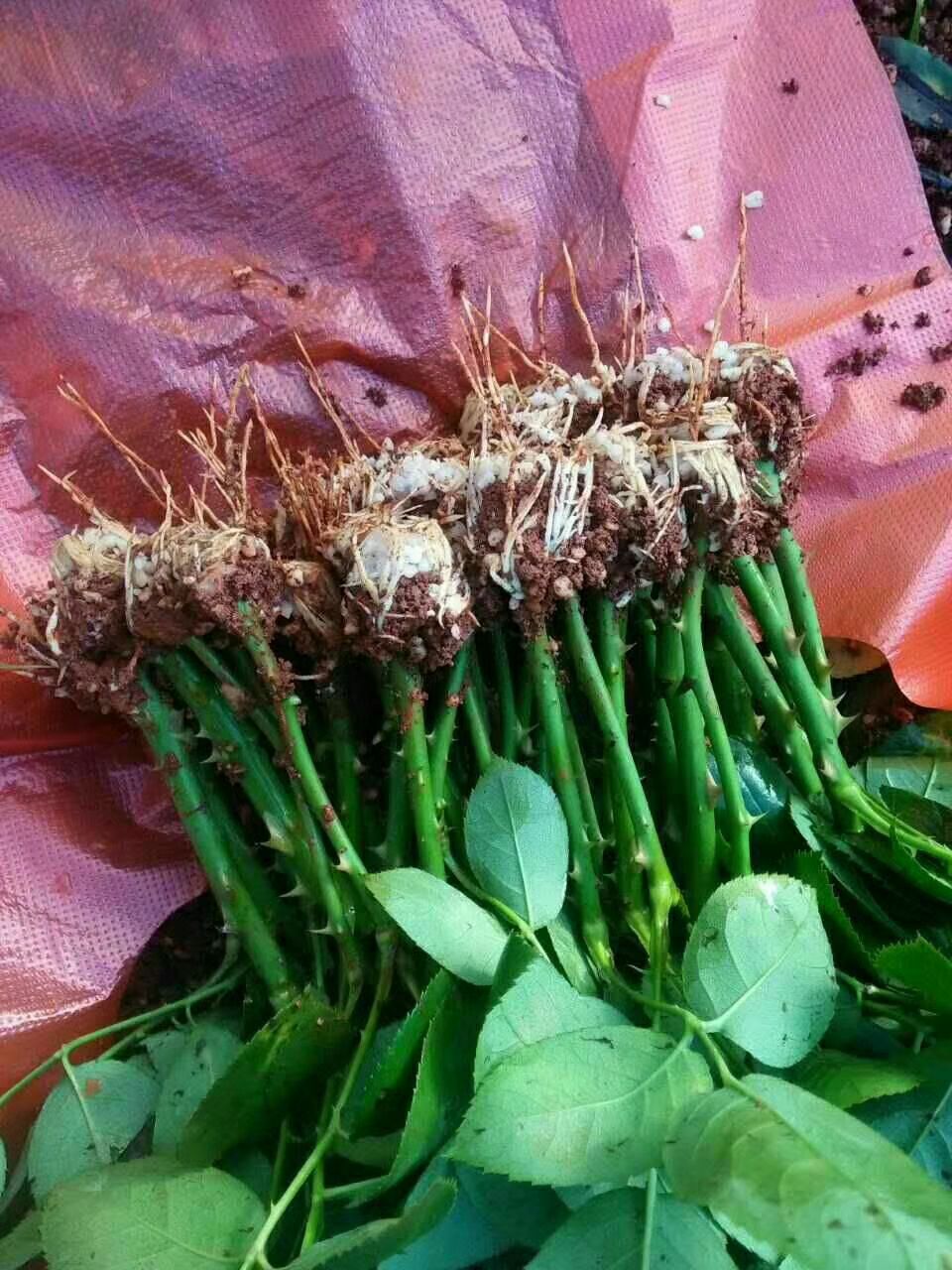 玫瑰苗  四季玫瑰  卡罗拉 月季