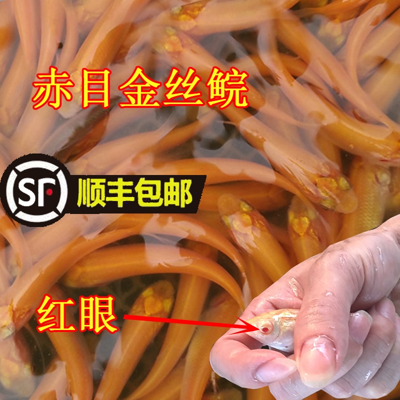 黄金鲩  俄罗斯金草鱼苗 金色鲩鱼苗 金丝鲩鱼苗 红草鱼
