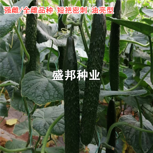 寿光市黄瓜种苗 强雌/全雌大黄瓜苗