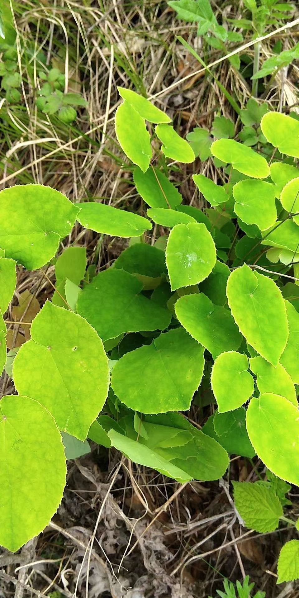 小叶淫羊霍  甘肃礼县淫羊藿小圆叶泡茶泡水酒量大从优