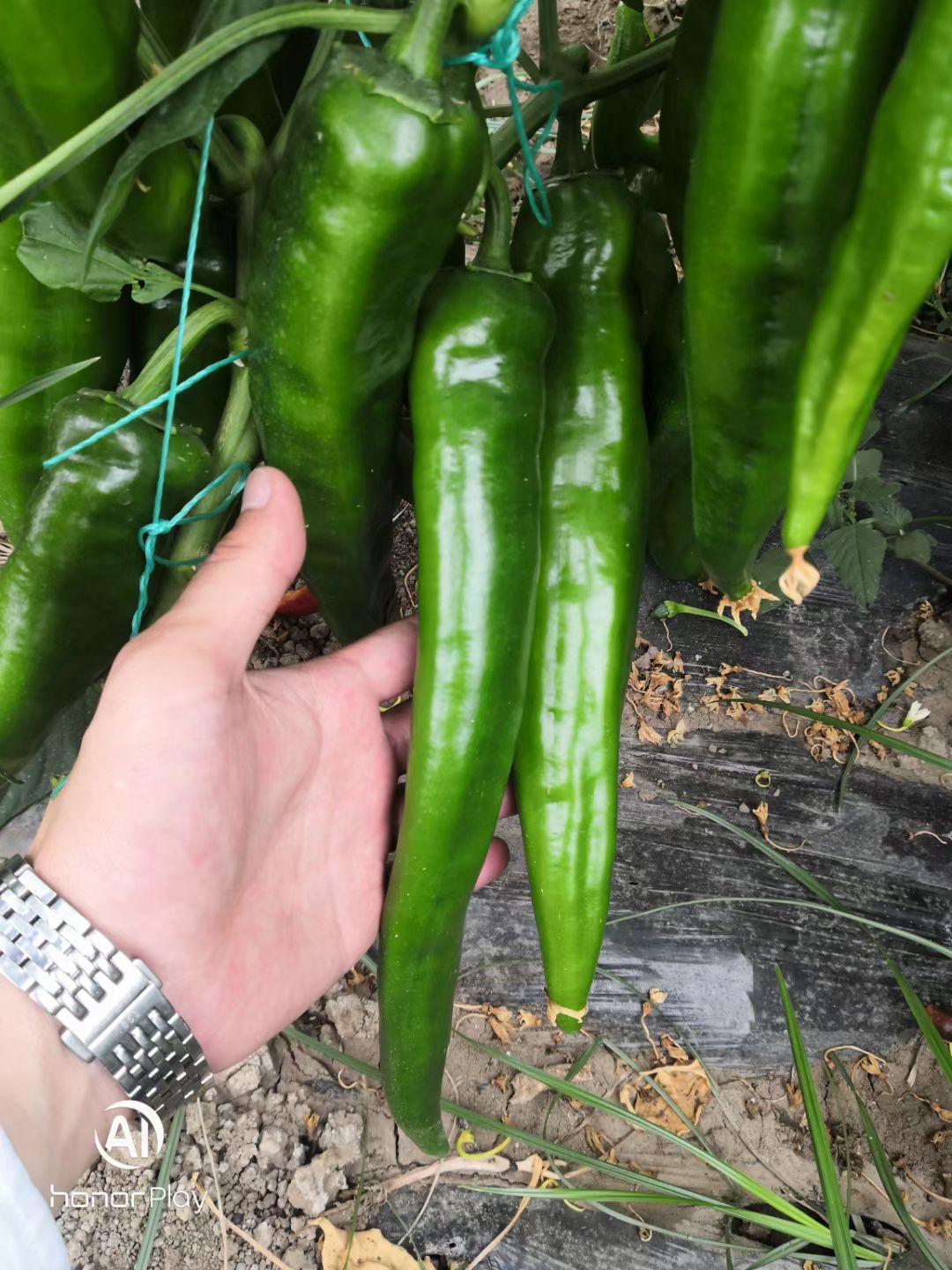 尖椒种子  瀚海青川，大青皮，高产抗病 ，挂果量大