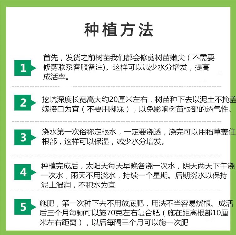 锦绣黄桃苗 安徽桃树苗 早熟品种 签合同 提供技术 当年结果