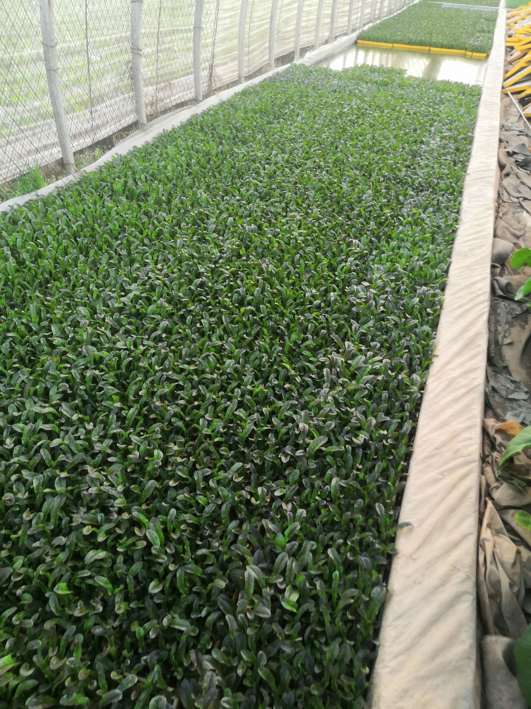 青香红尖莴笋苗，茶氏育苗有限公司，常年供应各种各样莴笋苗