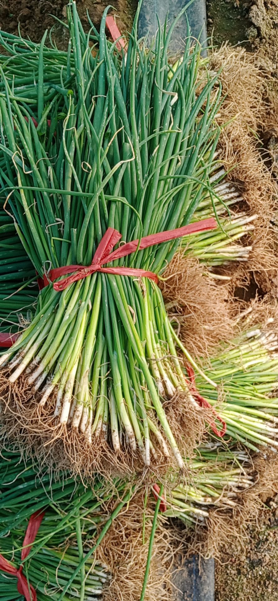 铁杆大葱苗  铁杆大葱葱苗