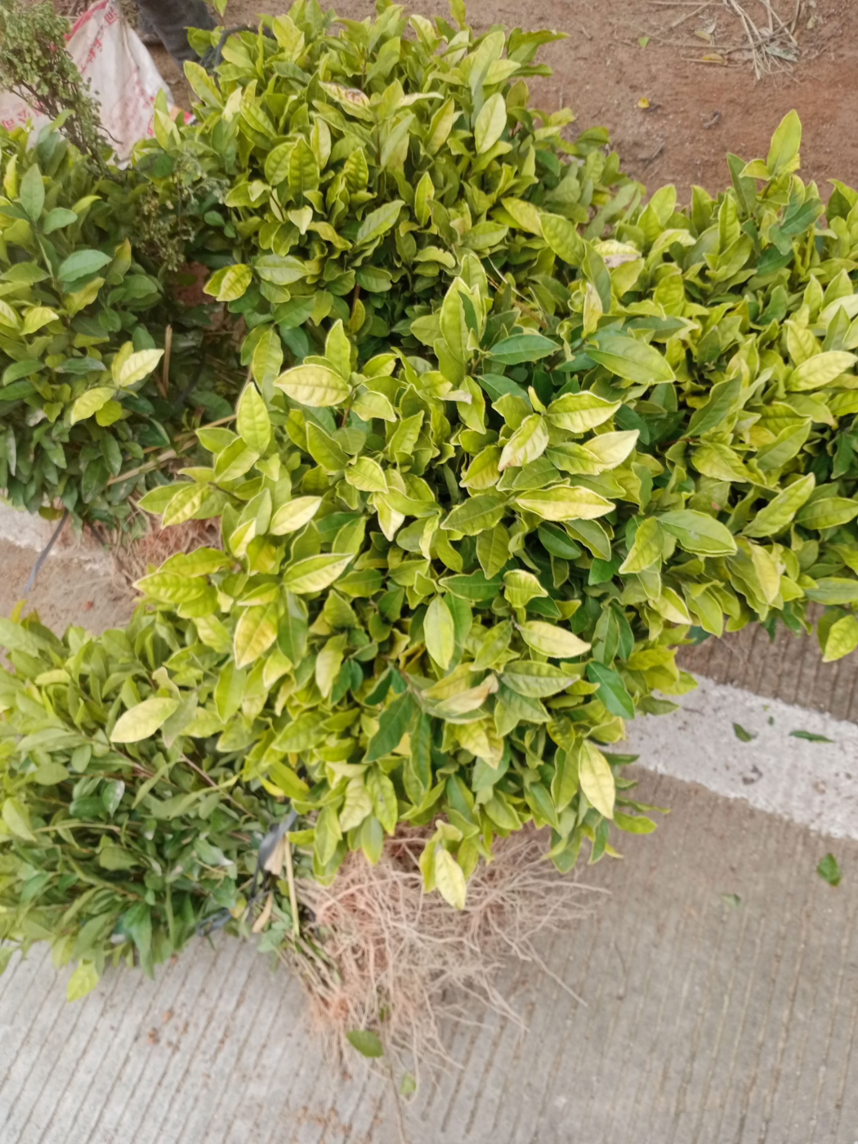 大叶种茶树苗 货好质量品质都好